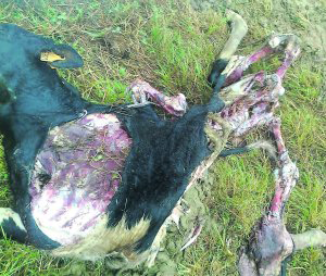 El lobo mata cuatro vacas en Villayón